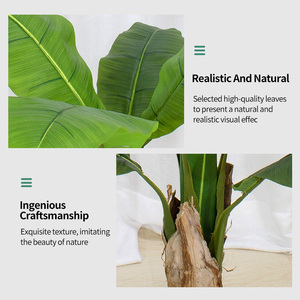 Green <span class=keywords><strong>Scape</strong></span> Echte Bananenbaum-Schale Künstlicher Mini-Bananenbaum Bonsai zum Verkauf - Product Image 6