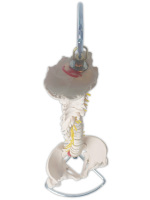 Anatomie biologique médicale enseignant des modèles de colonne vertébrale d'artère vertébrale colonne vertébrale grandeur nature avec le modèle humain flexible de bassin