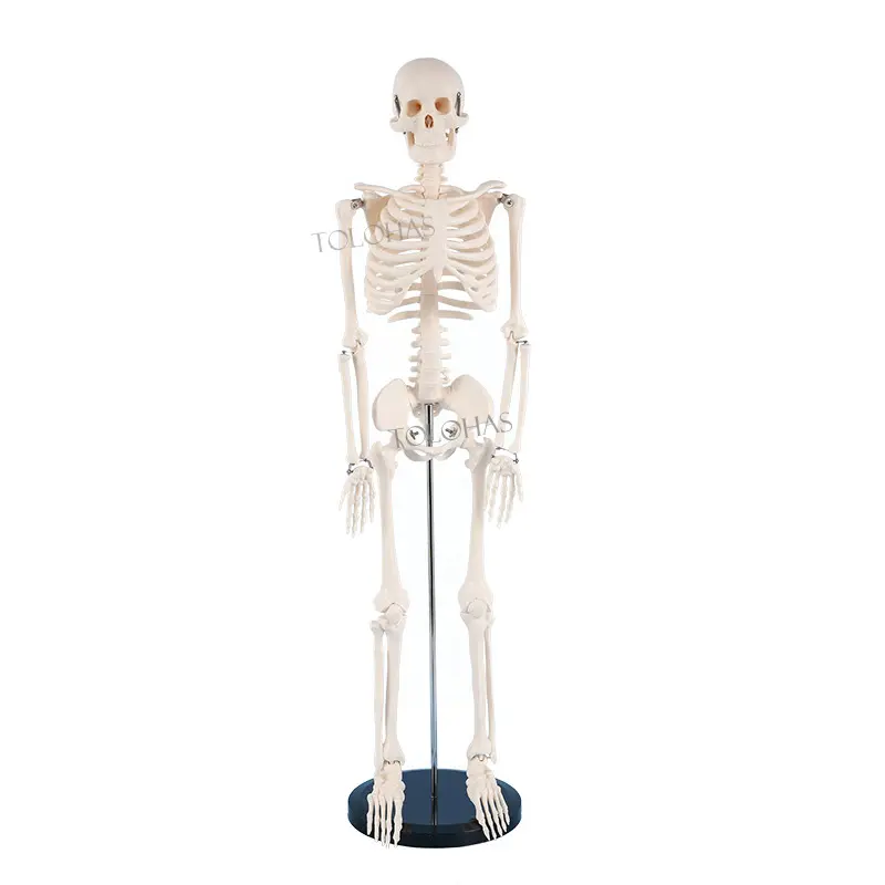 LHN02 Medical Science Teaching Models 85cm Human Skeleton Model For School