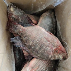 Vente en gros de poisson <span class=keywords><strong>Tilapia</strong></span>, <span class=keywords><strong>Tilapia</strong></span> <span class=keywords><strong>du</strong></span> <span class=keywords><strong>Nil</strong></span> entier congelé, <span class=keywords><strong>Tilapia</strong></span> noir - Product Image 1