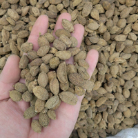 Groothandel Specerij Voor Voedingsproduct Enkele Kruiden Natuurlijke Hele Gedroogde Fructus Amomi Fruit Droge Amomum Tsao Zwarte Kardemom