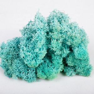 <span class=keywords><strong>Fleurs</strong></span> séchées de qualité supérieure, 5 pièces, <span class=keywords><strong>mousse</strong></span> lim importée - Product Image 6