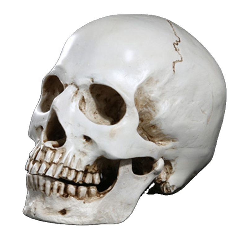 Mini Skull Head Halloween Skull Trang Trí Điêu Khắc Trang Trí Quà Tặng Cho Halloween Nhựa Mô Phỏng Skull