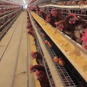 <span class=keywords><strong>Cage</strong></span> usagée du système de colonies enrichies pour volailles, poulets pondeurs avec composant moteur central