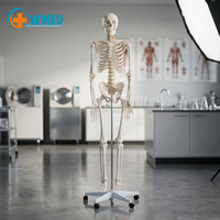 Modèle d'anatomie humaine (180 cm) avec support – Modèle scientifique éducatif en PVC grandeur nature pour l'enseignement de l'anatomie