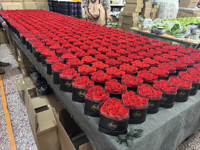 Ramo de Flores Eternas con Logotipo Personalizado para Regalo del Día de San Valentín, Rosas Preservadas y Estabilizadas en Caja Redonda, Cuadrada o en Forma de Corazón