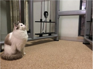 Baldosas de goma entrelazadas para gimnasio, sala de fitness, alfombrilla protectora para suelo - Product Image 5