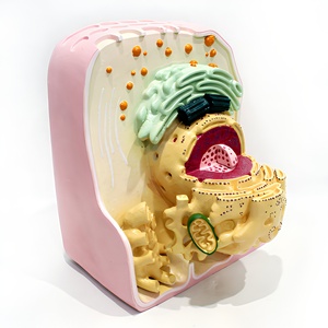 <span class=keywords><strong>Modelo</strong></span> de Enseñanza de Ultraestructura Celular Animal y Vegetal (Componente Único) - Product Image 4