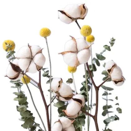 New Product Dried Cotton Arrangement Decorative Flowers & Wreaths Carton Box 12 Pcs Graduation