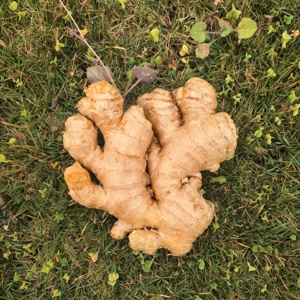 Fornecimento por Atacado de Gengibre Chinês de Alta Qualidade, Várias Especificações, Marca YONGJIANG, Gengibre Fresco Envelhecido, Exportação Guangxi 2026 - Product Image 3