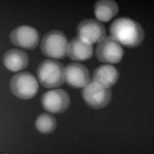 นาโนเม็ดสีเงิน-ทองโครงสร้างแกนเปลือกหอย2.45-3.55กรัม/cm3เม็ดทองคำเคลือบเงินนาโน - Product Image 6