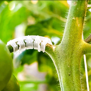 Attaches de soutien pour plantes en plastique blanc, pinces pour branches de tomates, supports pour plantes grimpantes de <span class=keywords><strong>jardin</strong></span> - Product Image 6