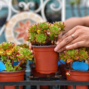 Bac à jardinage rond BN150, petits Pots de fleurs Double couleur pour plantation, 150X105X135mm - Product Image 4