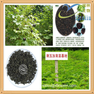 엘레우테로코쿠스 센티코수스 시베리아 인삼 에너지 부스트 보충제 파우더 활력 증진 시베리아 인삼 추출물 - Product Image 3