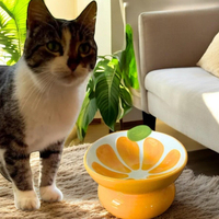 Hot trending mew produits pour animaux de compagnie 2025 chat chien bol de nourriture personnalisé écologique mignon bols et mangeoires pour animaux de compagnie en céramique