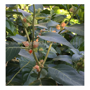 Cápsula de gominolas ayurvédicas Ashwaganda Extracto de raíz de Ashwagandha en Polvo puro de Ashwaganda de etiqueta privada - Product Image 1