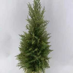 Bonsai di Cipresso Natalizio in Plastica, Decorazione per Interni, <span class=keywords><strong>Albero</strong></span> Artificiale - Product Image 2