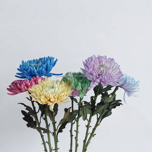 Base para plantar <span class=keywords><strong>flores</strong></span>, venta al por mayor <span class=keywords><strong>de</strong></span> fábrica, crisantemo fresco teñido para decoración funeraria - Product Image 2