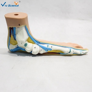 Modèle anatomique <span class=keywords><strong>de</strong></span> pied plat normal, lot <span class=keywords><strong>de</strong></span> 3, taille réelle, pour l'enseignement <span class=keywords><strong>de</strong></span> la pathologie <span class=keywords><strong>de</strong></span> la voûte plantaire, CE/ISO/ROHS/CNAS - Product Image 5