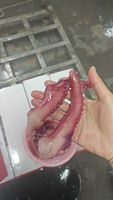 Squid de fruits de mer tentacules de calmar congelés de bonne qualité