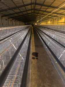 Jaulas de 3 niveles tipo A para pequeñas granjas avícolas - Product Image 2