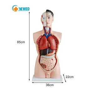 Медицинская научная обучающая модель торса человека 85 см, пластиковые съемные детали из ПВХ, демонстрационная модель анатомии