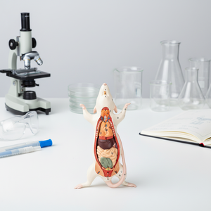 Modelo de Disección de Rata de Laboratorio, Modelo de Anatomía de Órganos Internos de Ratón para Enseñanza de Biología e Investigación de Laboratorio - Product Image 4
