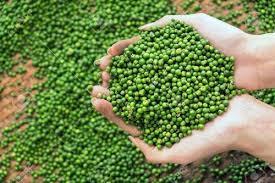 Extracto de hierbas indias de alta calidad, venta al por mayor, semillas de pimiento verde deshidratado seco/tambor de pimiento - Product Image 2