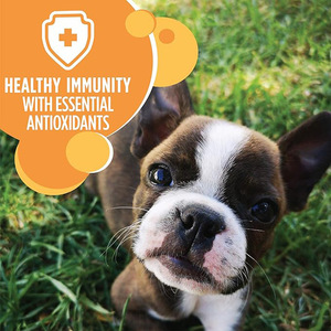 Alimento Seco para Cães com Sabor de Frango 100% Nutricionalmente Balanceado e Rico em Proteínas - Sem Conservantes Artificiais, Direto da Fábrica - Product Image 3