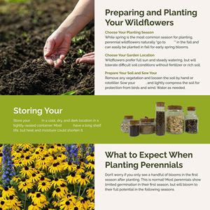 Eden Brothers 1/<span class=keywords><strong>4</strong></span> LB 120.000 + cerdas Coneflower verano sin fin mezcla de flores de sucesión perenne atrae polinizadores para jardines - Product Image 3