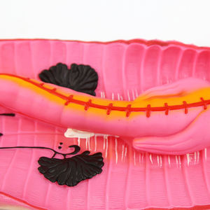 मिट्टी का विच्छेदन मॉडल Zm6021 - Product Image 6