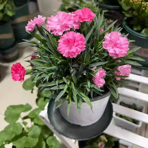 Ornamento de Jardín con Flores de Clavel, Planta en Maceta para Interiores y Exteriores, Decoración Verde para Balcón y Patio - Product Image 3