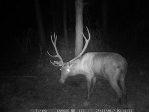 Caméra de <span class=keywords><strong>chasse</strong></span> Suntek 2G infrarouge SMS MMS SMTP 1080P 20MP étanche IP65 pièges <span class=keywords><strong>photo</strong></span> HC-900M - Product Image 4