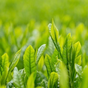 Superalimentos Orgánicos, Té Verde Matcha en Polvo Sin Azúcar, Extracto Herbal en Botella, Tambor o Envase de Vidrio para Matcha Latte - Product Image 3