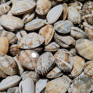 <span class=keywords><strong>หอย</strong></span>เชลล์แช่แข็ง IQF ปรุงสุกพร้อมรับประทาน สำหรับซูเปอร์มาร์เก็ต ร้านค้าปลีก และธุรกิจบริการอาหาร บรรจุถุง 1 กก. - Product Image 5