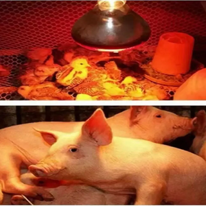 하이 퀄리티 방수 석영 유리 두꺼운 리넨 돼지 사육 램프 150w 200w 250w 275w 적외선 가금류 난방 램프 - Product Image 2