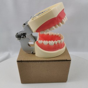 Modèle de dents standard Heidefee M8012, 32 dents, modèle anatomique en silicone médical pour l'enseignement dentaire - Product Image 3