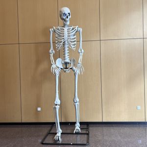 Décorations d'Halloween Humaines en Plastique Fantôme Mobile Full Body Life Certaines Tailles Halloween Squelette à Vendre - Product Image 2