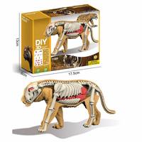 Kit de modèle d'anatomie de lion 3D à faire soi-même, 39 pièces, squelette détachable, organes, jouet éducatif scientifique STEM pour enfants, cadeau