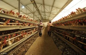 Control de olores que ahorra espacio, ideal para jaulas de gallinero familiares rurales, fáciles de limpiar - Product Image 5