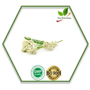 YARROW 에센셜 오일 도매 치료 학년 100% 순수 천연 YARROW 에센셜 오일 사용 화장품 등급