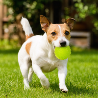Balle à mâcher interactive classique moderne en TPR à picots pour chien, jouet de nettoyage dentaire, 2 tailles disponibles