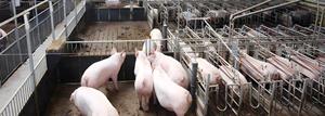 Prémélange pour porcs de croissance à 4% avec minéraux chélatés - Modèle 5142, haute biodisponibilité pour porcs de 25-60 kg - Product Image 4