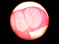 Parasite Microscope Mammal Histology Simple Squamous Epithelium Slides Lab Microscope Glass Slides