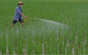 Bensulfuron-méthyl Pretilachlor 40% OD Herbicide <span class=keywords><strong>sélectif</strong></span> pré-émergence pour les cultures de riz, contre les mauvaises herbes annuelles, les souchets et les plantes à feuilles larges - Product Image 2