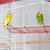 Cage à oiseaux métallique autonome Prevue Pet Barn Style avec plateau amovible, perchoirs en bois, mangeoires, montage facile, pour usage intérieur, petite taille, pour toutes les espèces