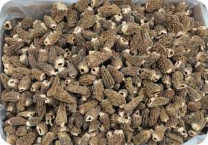 Toptan fiyat organik kurutulmuş Morel mantar Morilles yüksek kalite taze kurutulmuş morchella mantar mantar - Product Image 5