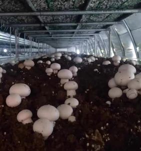 เห็ดกระดุมสีขาวสำหรับฟาร์มเห็ด - Product Image 5