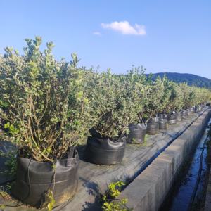 Bolsas <span class=keywords><strong>de</strong></span> Cultivo HOKBG <span class=keywords><strong>de</strong></span> 80 <span class=keywords><strong>Litros</strong></span> <span class=keywords><strong>de</strong></span> Polipropileno para Plantación <span class=keywords><strong>de</strong></span> Árboles Jóvenes en Exteriores, <span class=keywords><strong>Macetas</strong></span> y Jardineras <span class=keywords><strong>de</strong></span> 20 Galones, Bolsas <span class=keywords><strong>de</strong></span> Plástico para Plantar Plántulas - Product Image 5