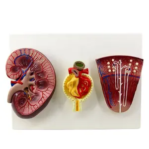 Nefrón y modelo glomerulus de riñón humano de PVC agrandado